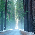 Yosemite 2010-3