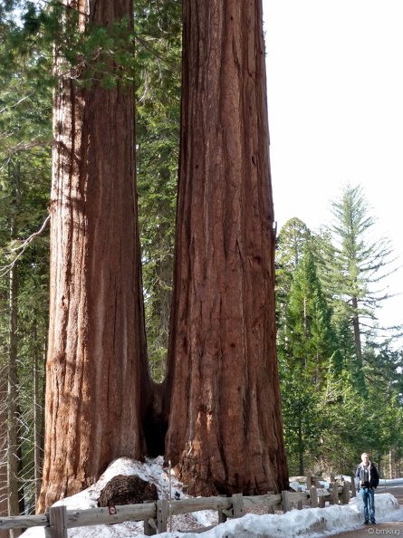Sequoia 2010-1.jpg