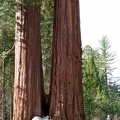 Sequoia 2010-1