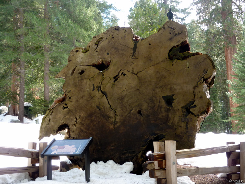 Sequoia 2010-2.jpg