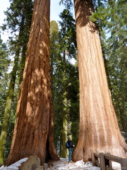 Sequoia 2010-3