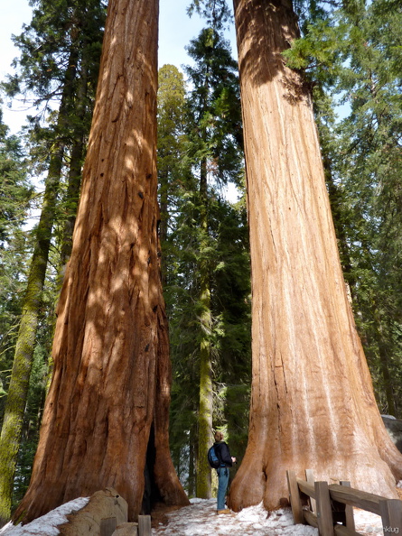 Sequoia 2010-3.jpg