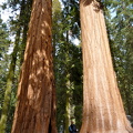 Sequoia 2010-3