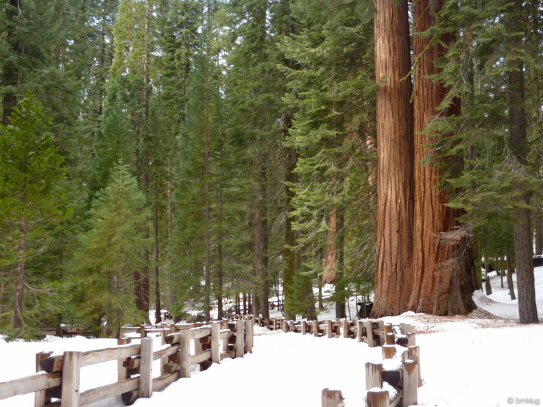 Sequoia 2010-4.jpg