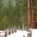 Sequoia 2010-4