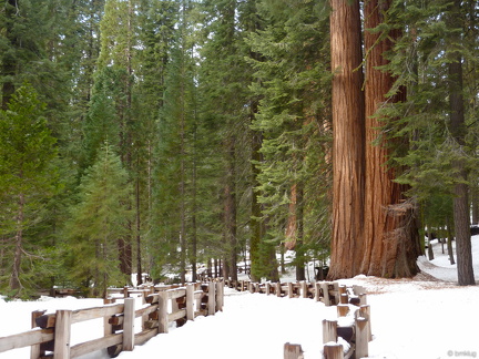 Sequoia 2010-4