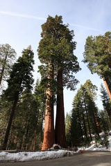 Sequoia 2010-7