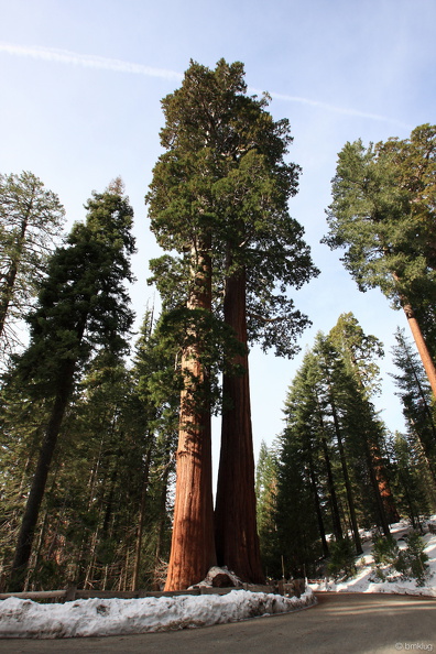 Sequoia 2010-7.jpg