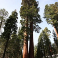 Sequoia 2010-7