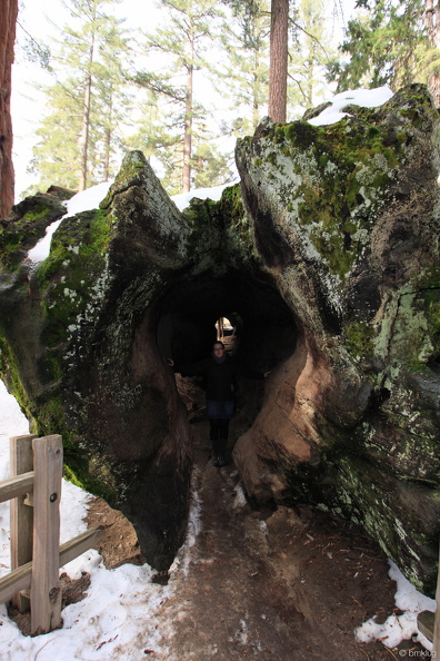 Sequoia 2010-8.jpg