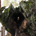 Sequoia 2010-8