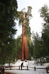 Sequoia 2010-9