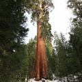Sequoia 2010-9