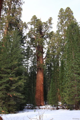 Sequoia 2010-13