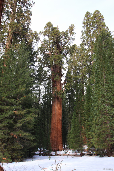 Sequoia 2010-13.jpg