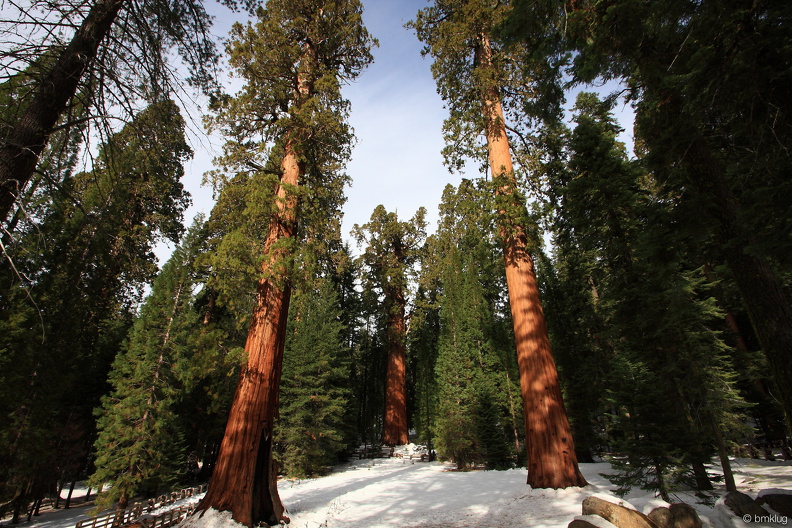 Sequoia 2010-14.jpg