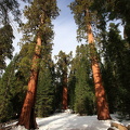 Sequoia 2010-14