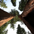 Sequoia 2010-15.jpg