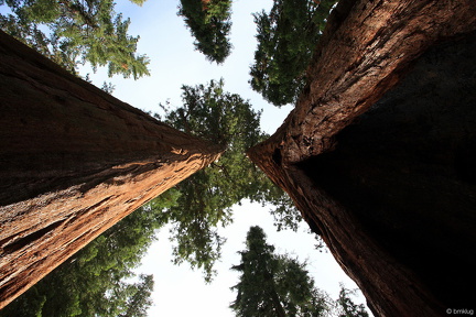 Sequoia 2010-15