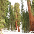 Sequoia 2010-16