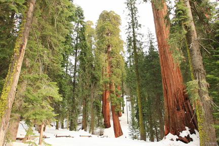 Sequoia 2010-16
