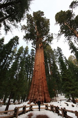 Sequoia 2010-17