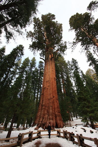 Sequoia 2010-17.jpg
