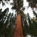 Sequoia 2010-17