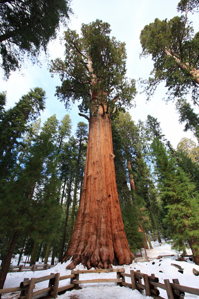 Sequoia 2010-18.jpg