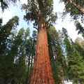 Sequoia 2010-18