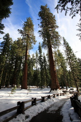 Sequoia 2010-19