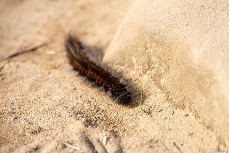 69. Cuddly Buddy.jpg